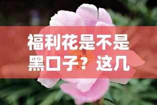 福利花是不是黑口子？這幾點幫你辨別靠譜借款渠道
