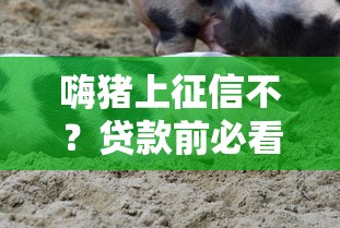 嗨豬上征信不？貸款前必看的征信避坑指南