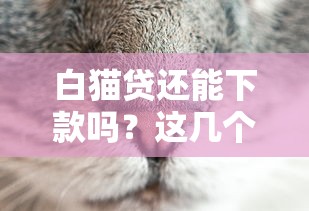 白貓貸還能下款嗎？這幾個細節可能被你忽略了