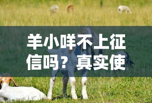 羊小咩不上征信嗎？真實使用報告+替代方案盤點