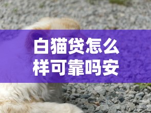白貓貸怎么樣可靠嗎安全嗎？實測后說說真實體驗