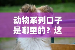 動物系列口子是哪里的？這幾個平臺靠譜又省心