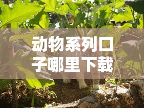 動物系列口子哪里下載？這3個靠譜平臺申請快、額度高