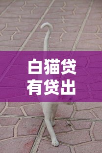 白貓貸有貸出來的嗎？真實用戶經(jīng)歷+申請避坑指南