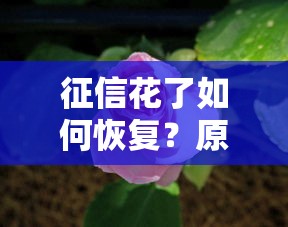 征信花了如何恢復？原來這樣做才對！