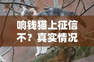 響錢貓上征信不？真實情況一文說清！