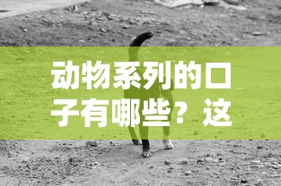 動物系列的口子有哪些？這3個平臺更靠譜？