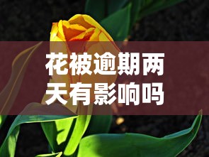 花被逾期兩天有影響嗎？哎，這些后果你可能沒想到