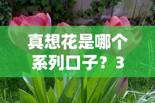 真想花是哪個(gè)系列口子？3個(gè)關(guān)鍵點(diǎn)速查匹配