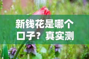 新錢花是哪個口子？真實測評+5個正規平臺對比