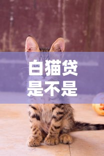 白貓貸是不是真的可以下款？實測體驗+避坑指南來啦