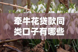 牽牛花貸款同類口子有哪些？這5個(gè)平臺(tái)真實(shí)評(píng)測告訴你答案